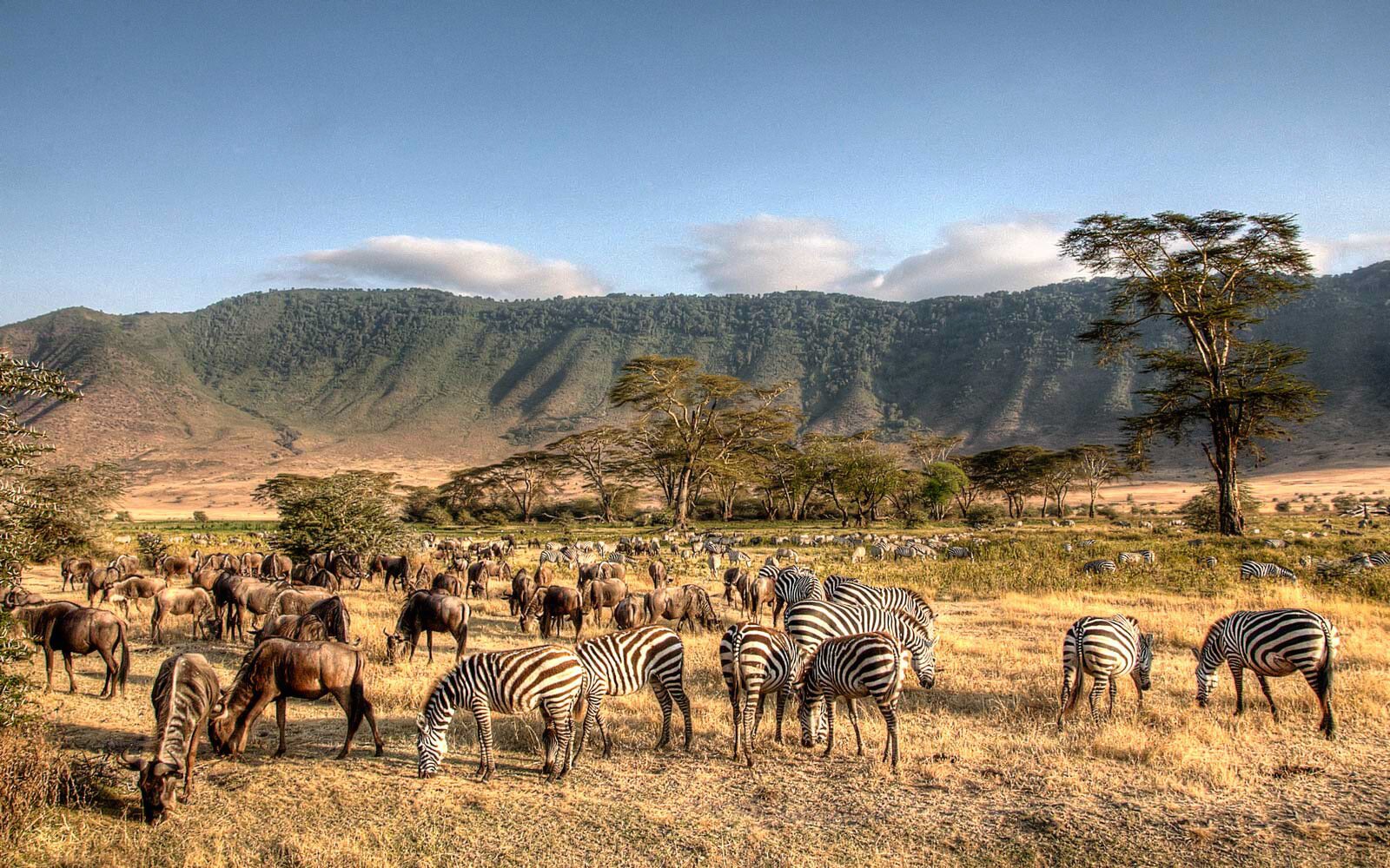 Featured African Safari